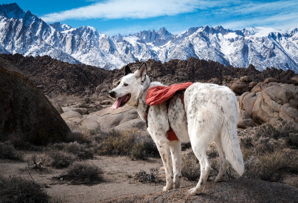 White dog with a red pack in front of snowy mountains