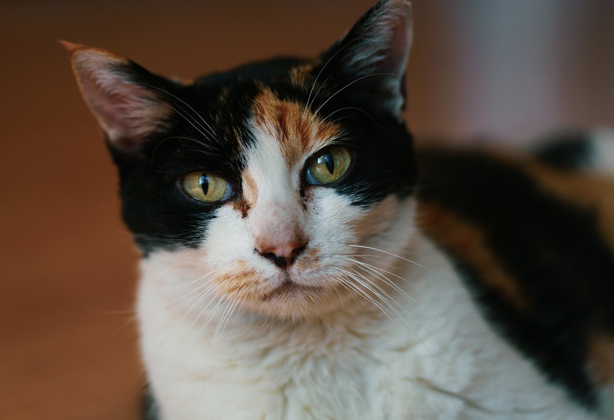 Calico cat close-up portrait with green eyes