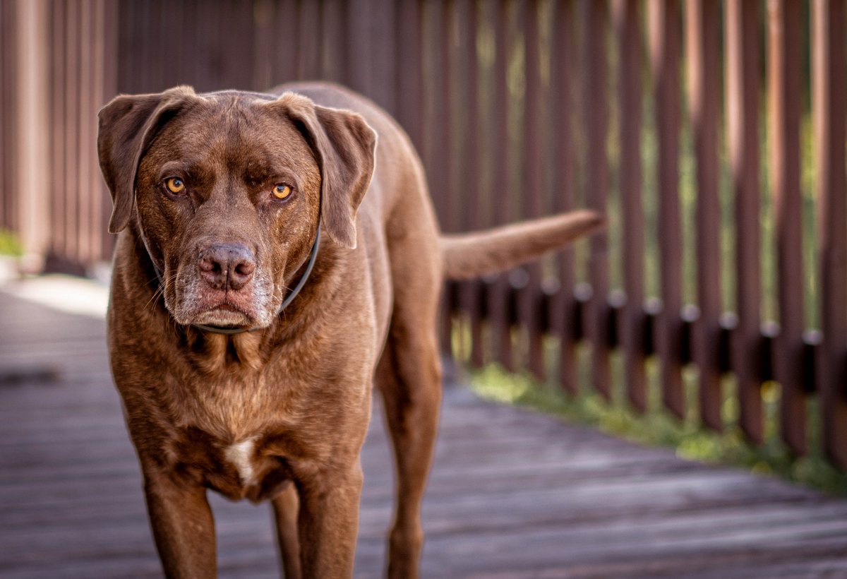 Chocolate lab portrait outdoors