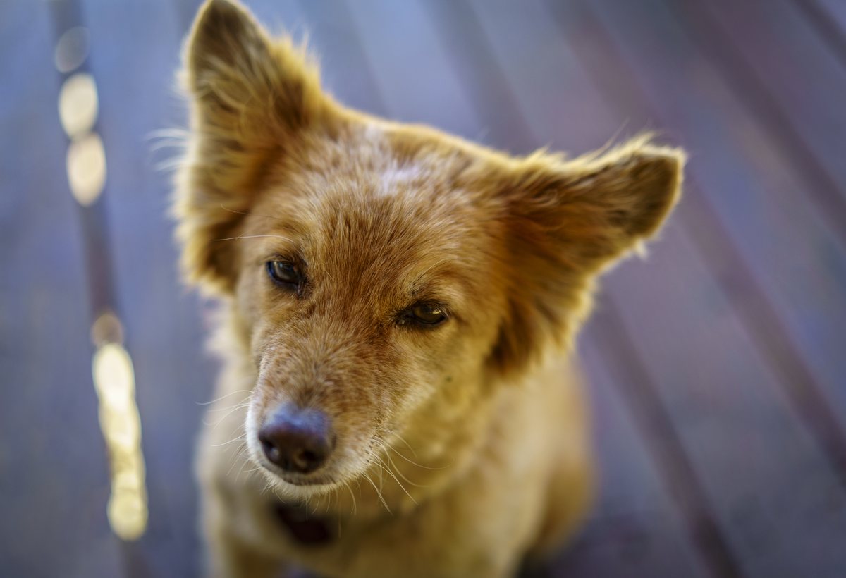 Small tan dog with large perky ears photographed in soft light