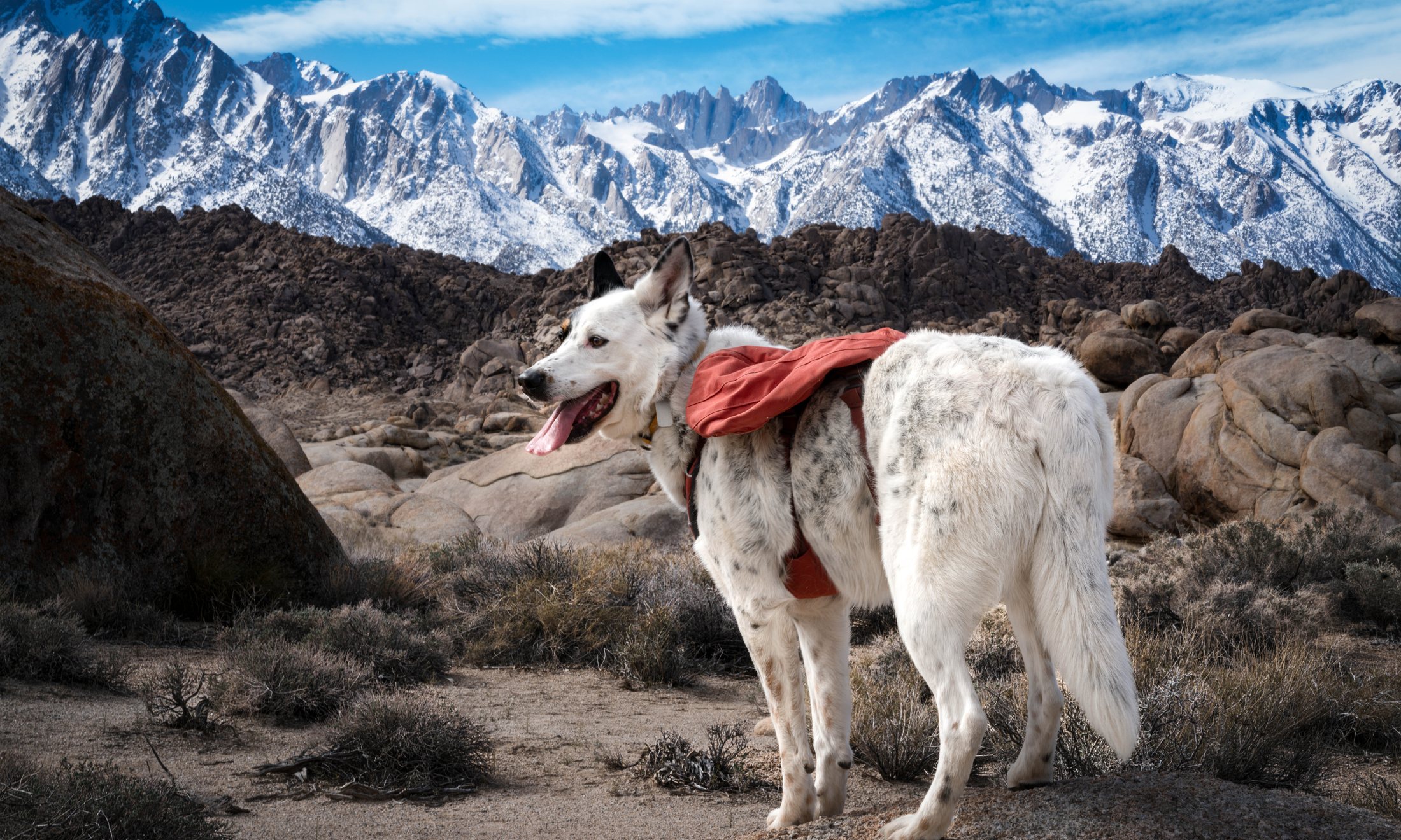 A white dog wearing a pack in a dramatic mountain landscape