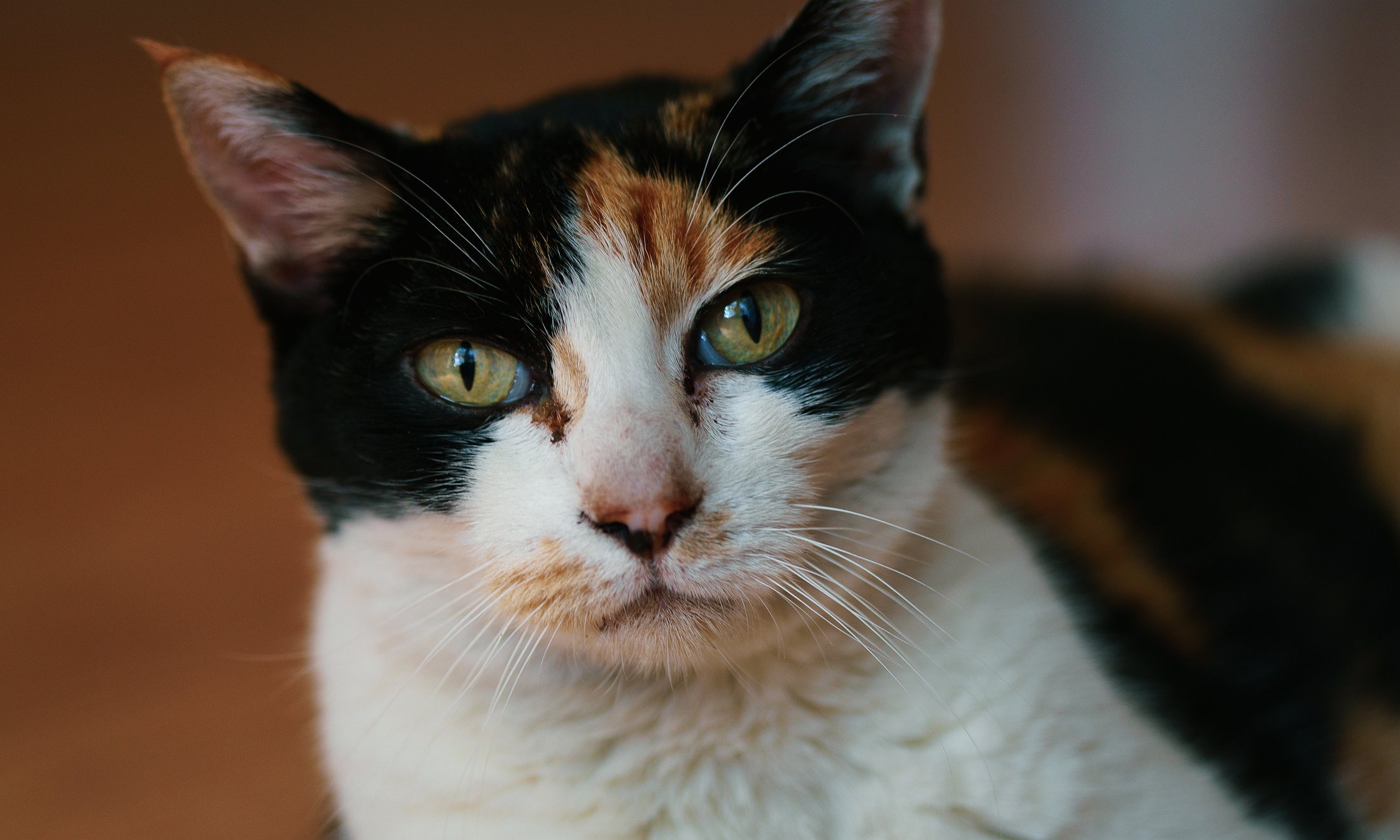 A close portrait of a calico cat with bright green eyes