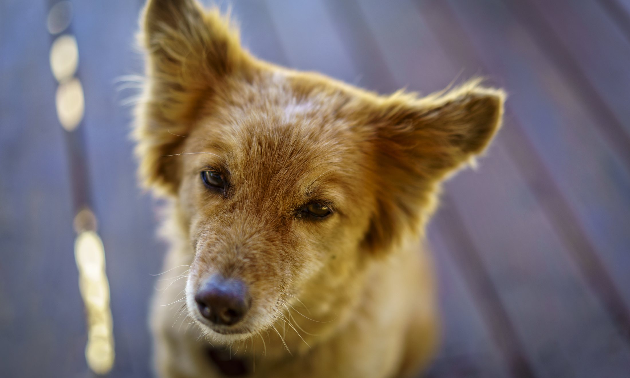A small tan dog with large perky ears in soft light