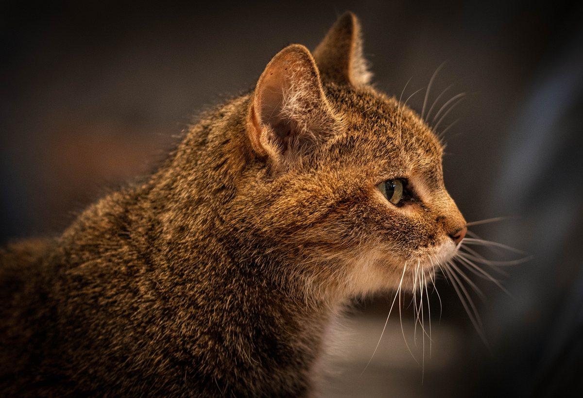 Tabby cat side profile portrait